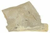 Fossil Insect - Green River Formation, Colorado #278126-1
